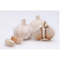 hot sale 4.5cm 5.0cm 5.5cm 6.0cm chinese fresh pure white garlic normal white garlic